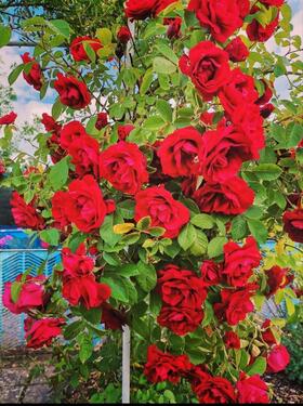 Foto - Grundst&uuml;ck zur Miete in Eisenach