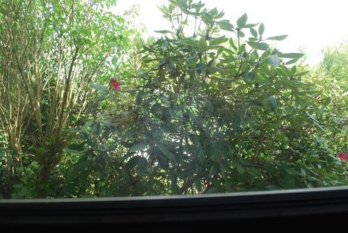 Foto - 