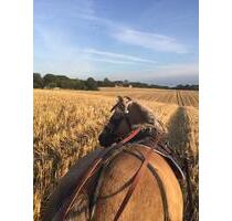 Ferienwohnung Paulchen - 85,00 EUR Kaltmiete, in Oldenburg in Holstein (PLZ: 23758)