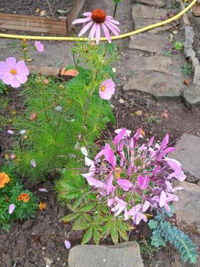 Foto - Grundst&uuml;ck in Aschersleben