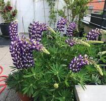 Maisonette Wohnung mit zwei Terrassen und Loggia - Berlin Tempelhof-Schöneberg