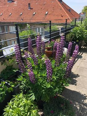 Foto - 3 Zimmer Etagenwohnung zur Miete in Berlin