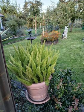 Foto - 4 Zimmer Einfamilienhaus in Schönebeck (Elbe)