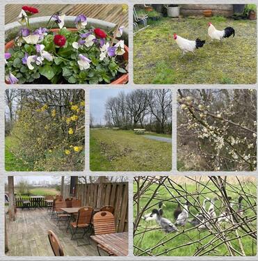 Foto - Bauernhaus, Landhaus in Krummhörn zum Kaufen