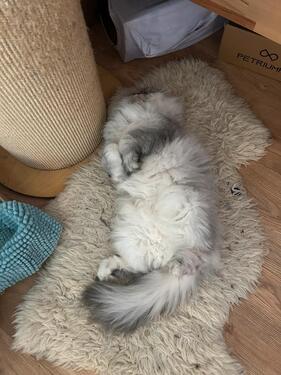 Foto - Etagenwohnung in Berlin zur Miete