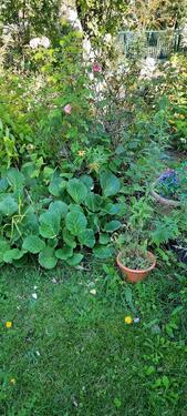 Foto - Garten zum erholen und Entspannen