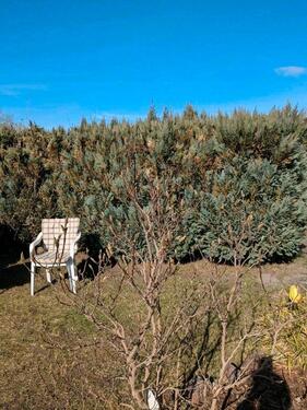 Foto - Garten in liebevolle Hände abzugeben