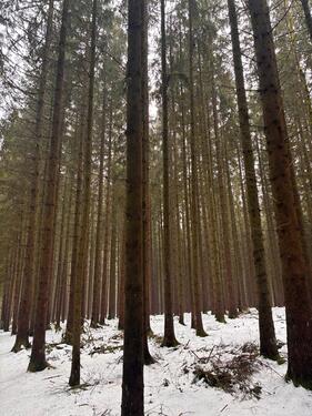 Foto - Waldgrundstück - 4,00&nbsp;EUR Kaltmiete, ca.&nbsp; 0,00&nbsp;m&sup2;