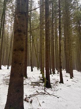 Foto - Grundst&uuml;ck in Pleystein