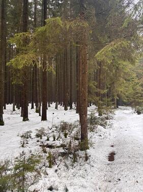 Foto - Grundst&uuml;ck in Pleystein zur Miete