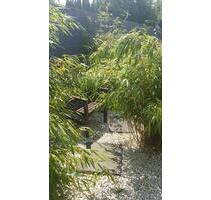 Charmantes Zechenhaus in GE Hassel - Gelsenkirchen Gelsenkirchen-Nord