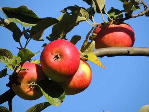 Foto - Kleinmachnow sonniges, ruhiges Grundstück für IHR TINY