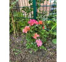 Wunderschöne Erdgeschosswohnung in Bochum Werne zu verkaufen.