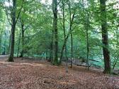 Foto - Wald bei KrombachAschaffenburg Lichte Platte