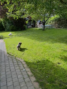 Foto - Einfamilienhaus in Wabern zum Kaufen