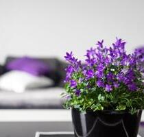 IHR GEMÜTLICHES ZUHAUSE ! Schnuckelige 2-Zi-Whg, WF 51 m², Chiemsee & Alpen - Bernau am Chiemsee