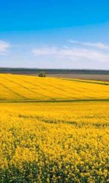 Foto - 2-Raum-Wohnung saniert und möbliert