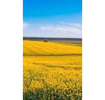 2-Raum-Wohnung saniert und möbliert - Klütz