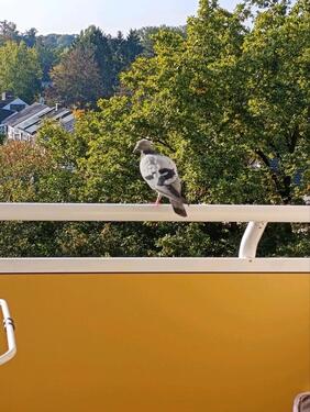 Foto - 3 Zimmer Etagenwohnung zur Miete in Offenbach am Main