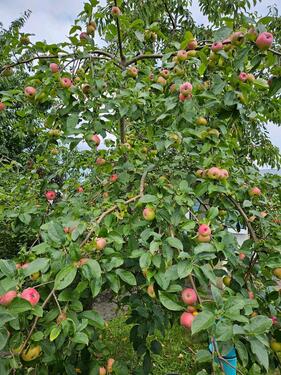Foto - Kleingarten mit massivem Bungalow