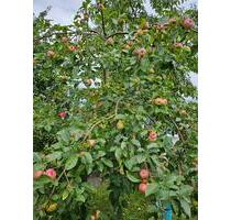 Kleingarten mit massivem Bungalow - Ribnitz-Damgarten