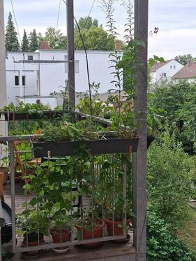 Foto - 3 Zimmer Etagenwohnung zur Miete in Kassel