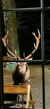 Foto - Ferienwohnung HarzLiebe - 780,00 EUR Kaltmiete,