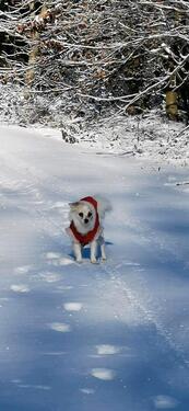 Foto - andere in Langelsheim zur Miete