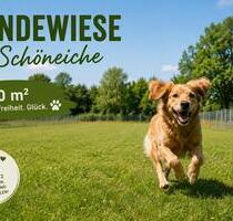 Wiese Freifläche, eingezäunt, Hundeauslauf & Freizeitgestaltung - Schöneiche bei Berlin