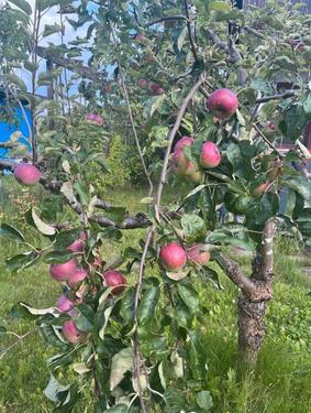 Foto - Grundst&uuml;ck zur Miete in Rostock