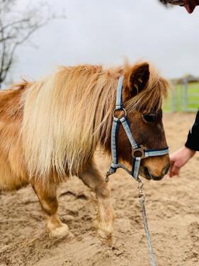 Foto - andere zur Miete in Fehmarn