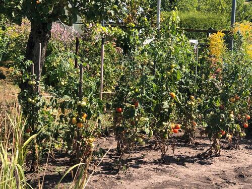 Foto - Grundst&uuml;ck zur Miete in Sömmerda