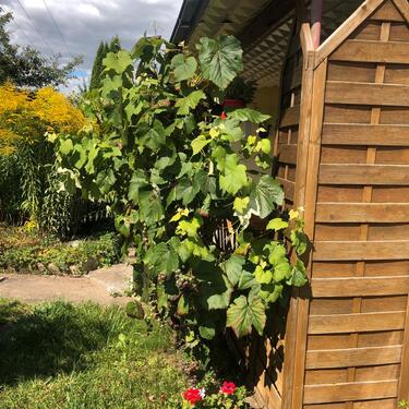 Foto - Grundst&uuml;ck in Sömmerda zur Miete