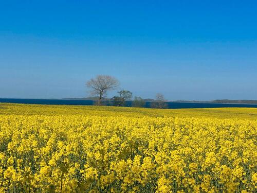 Foto - andere in Gelting