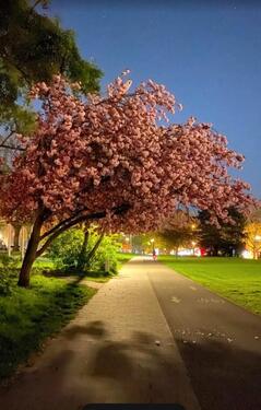 Foto - Etagenwohnung zur Miete in Hamburg