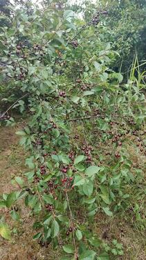 Foto - 1 Zimmer Etagenwohnung zur Miete in Gera