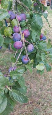 Foto - 1 Zimmer Etagenwohnung in Gera