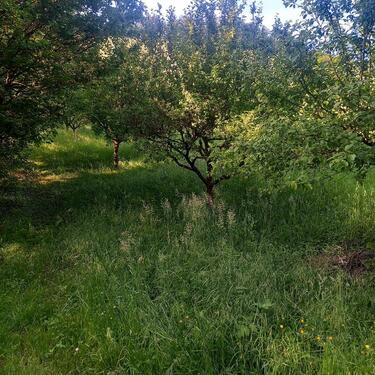 Foto - Freizeitgrundstück Streuobstwiese Garten Grundstück
