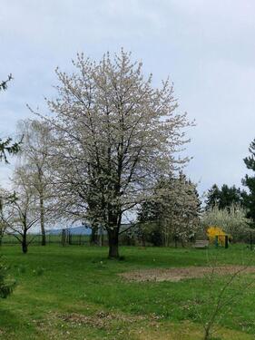 Foto - andere in Göda zur Miete