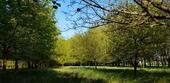 Foto - 2 ha Waldgrundstück Wald Laubwald Jungwald in der Region Hannover