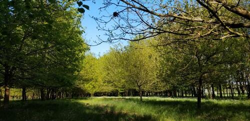 Foto - 2 ha Waldgrundstück Wald Laubwald Jungwald in der Region Hannover