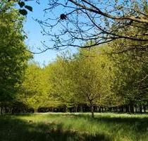 2 ha Waldgrundstück Wald Laubwald Jungwald in der Region Hannover - Neustadt am Rübenberge