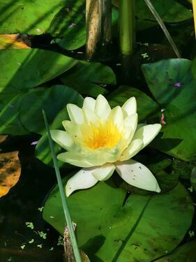 Foto - Grundst&uuml;ck in Hannover