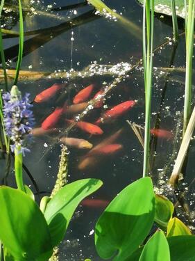 Foto - Grundst&uuml;ck in Hannover zur Miete