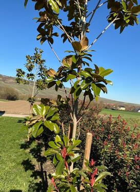 Foto - Erdgeschoßwohnung in Gau-Bickelheim zur Miete