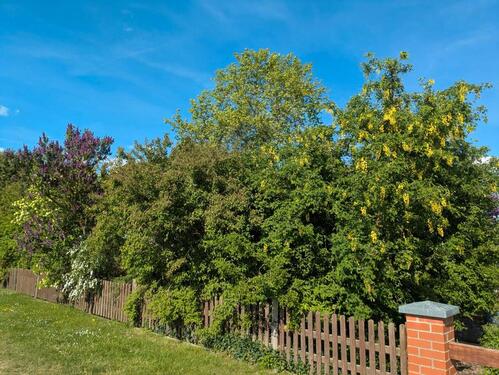 Foto - Einfamilienhaus in Bad Freienwalde (Oder) zum Kaufen