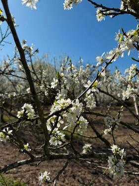 Foto - Grundst&uuml;ck in Frankfurt am Main zur Miete
