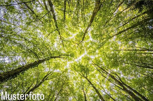 Foto - Freizeitgrundstück Erholungsgrundstück in Guldental, 200m2