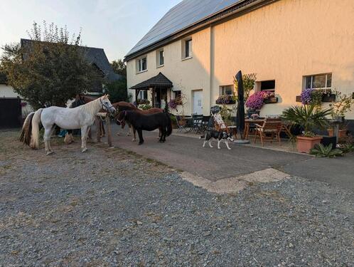 Foto - Ferienwohnung, mit Hund ,eigenen Pferd im Sauerland