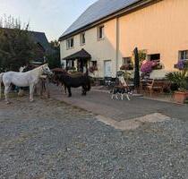 Ferienwohnung, mit Hund ,eigenen Pferd im Sauerland - Medebach